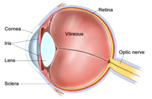 estruturas do globo ocular, incluindo o vítreo e a retina