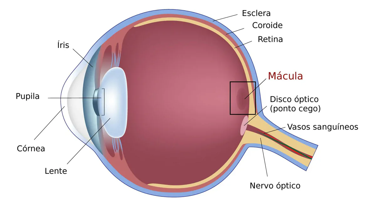 Degeneração Macular Relacionada à Idade